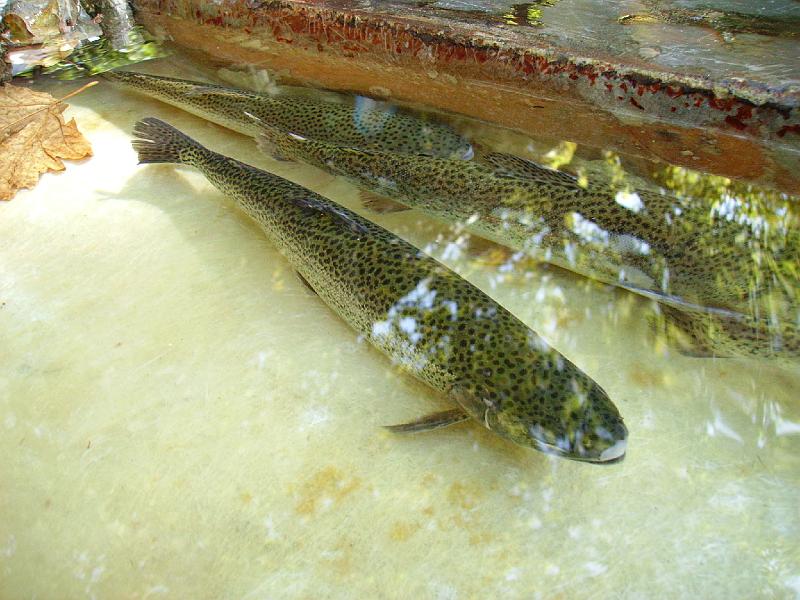 PICT6297.JPG